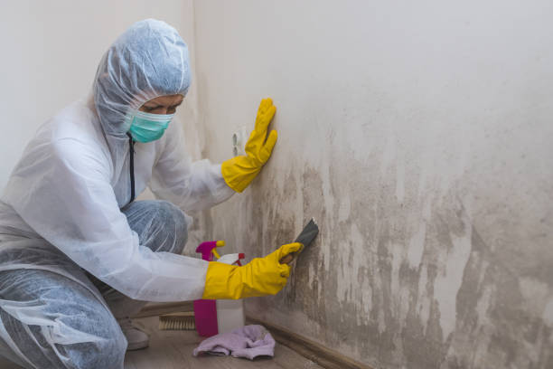 Best Affordable Mold Removal  in Cana, VA