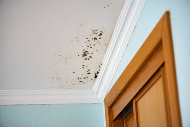 Reliable Cana, VA Mold Removal Solutions