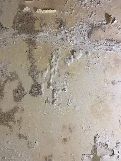 Best Mold Remediation  in Cana, VA