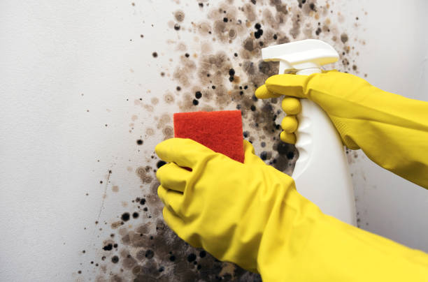 Best Local Mold Removal Service  in Cana, VA