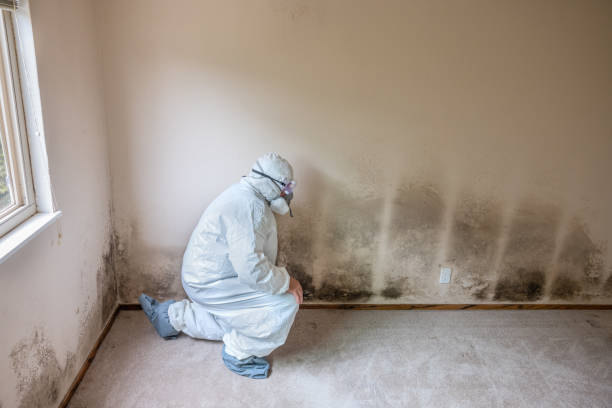 Best Mold Damage Repair  in Cana, VA