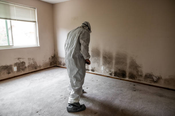 Best Crawl Space Mold Removal  in Cana, VA