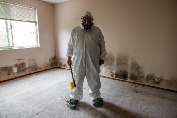 Best Toxic Mold Removal  in Cana, VA